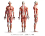 Anatomia muscoli